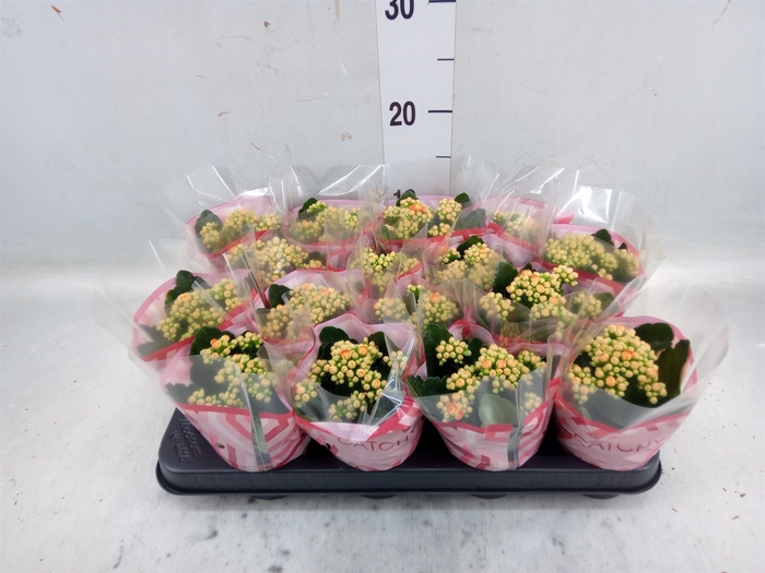 <h4>Kalanchoe blos. 'Calandiva Hawn'</h4>