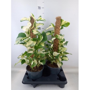 Epipremnum pinn. 'Manjula'