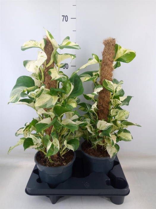 <h4>Epipremnum pinn. 'Manjula'</h4>