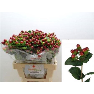 Hyp Mag Seasons Xtra