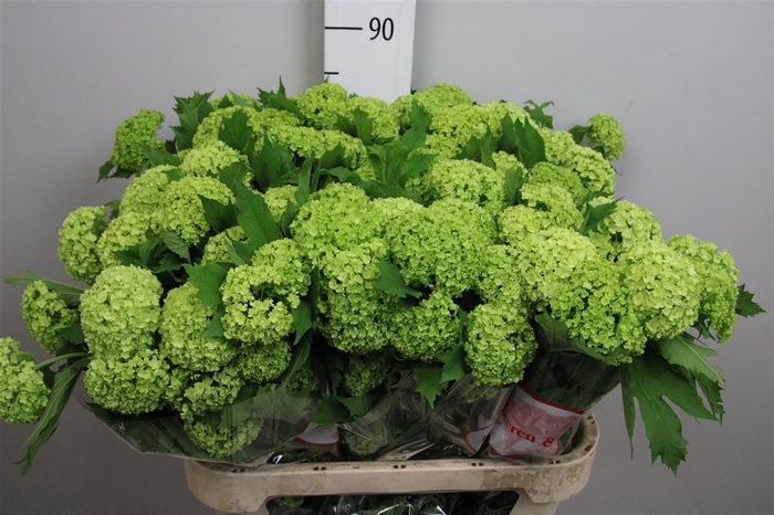 <h4>Viburnum Roseum St 2 Bal</h4>
