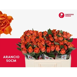 R GR ARANCIO@ 50