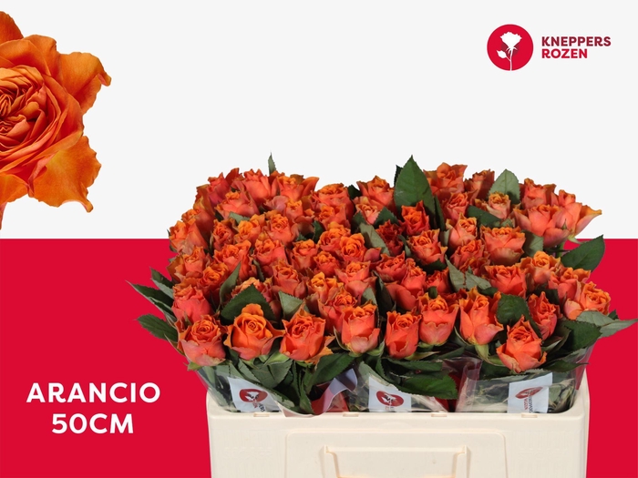 <h4>R GR ARANCIO@ 50</h4>