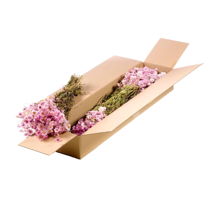<h4>Rhodanthe Sb Natural Pink</h4>