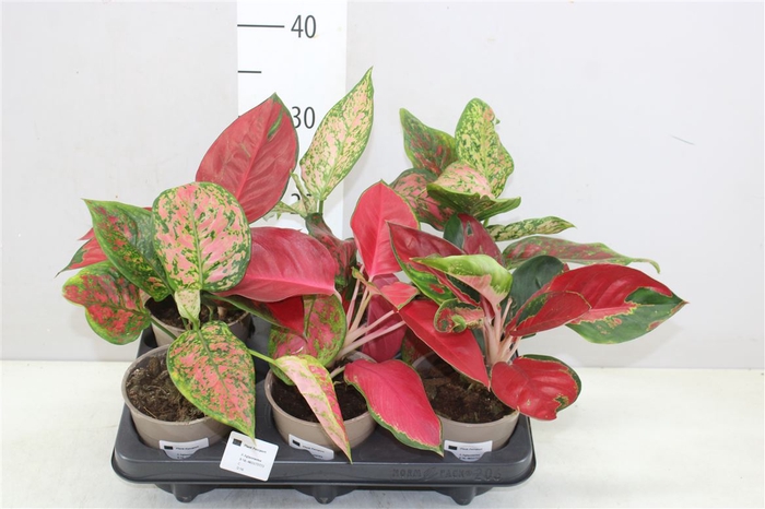 <h4>Aglaonema Budget Mix</h4>