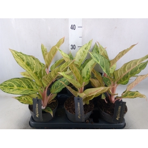 Aglaonema   ...