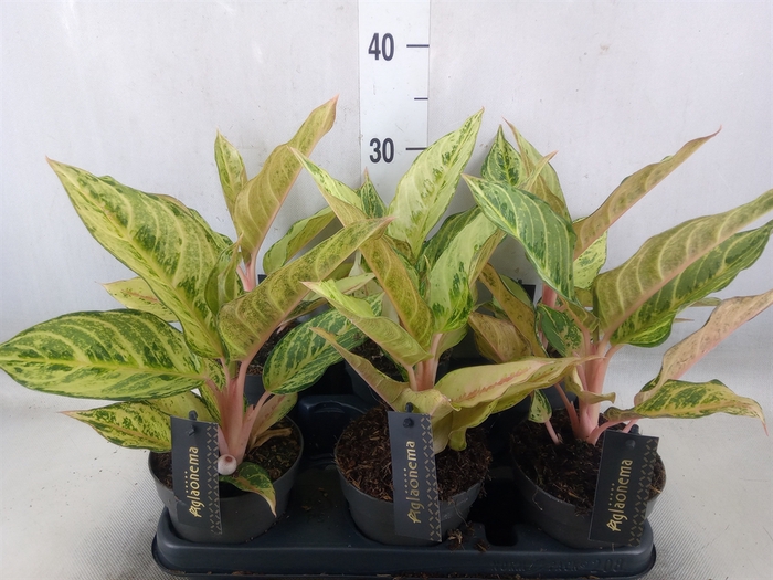 <h4>Aglaonema   ...</h4>
