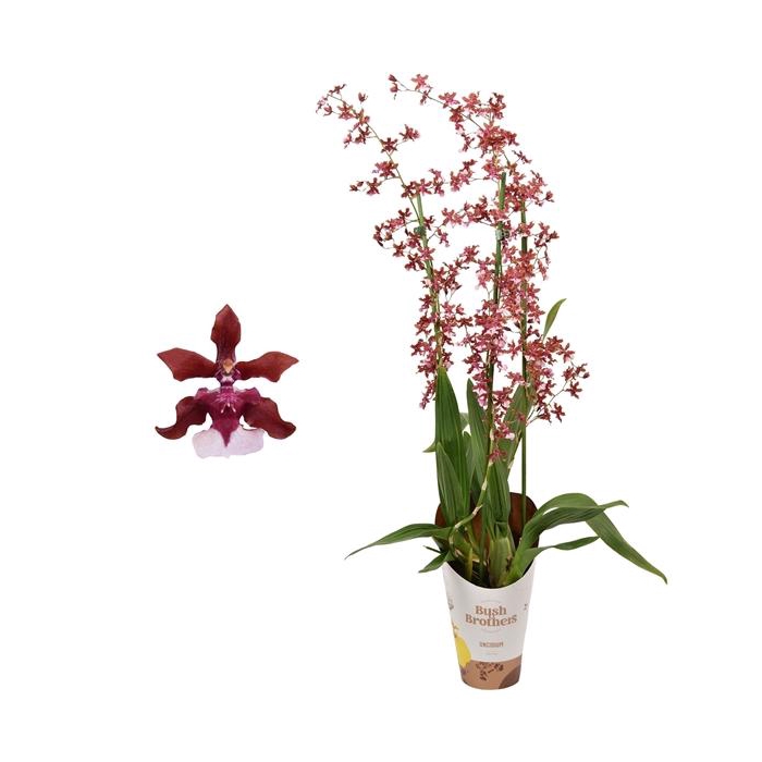 <h4>Oncidium 'Cherry Baby' 3 tak 12 cm</h4>