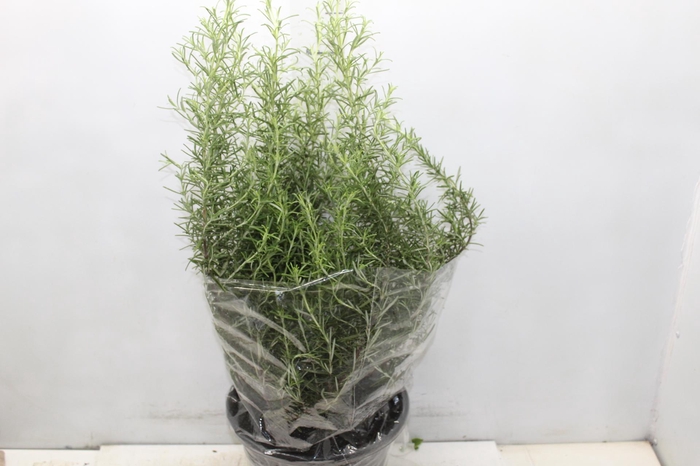 <h4>ALECRIM P24</h4>