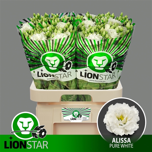 <h4>Alissa Pure White</h4>
