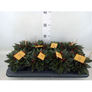 Peperomia caperata 'Rosso'