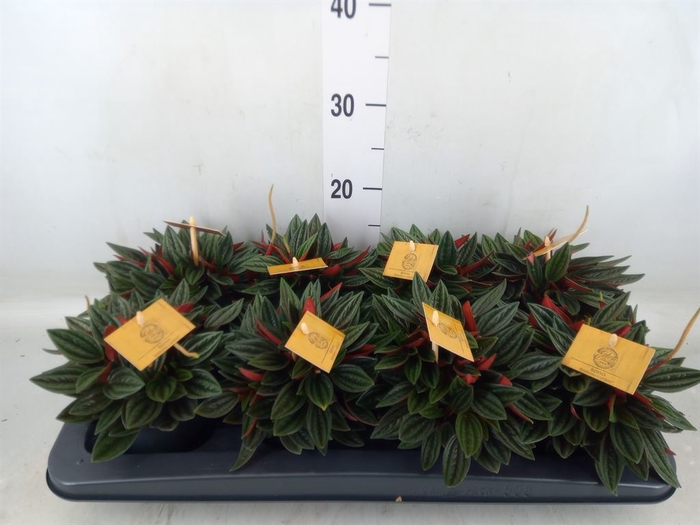 <h4>Peperomia caperata 'Rosso'</h4>