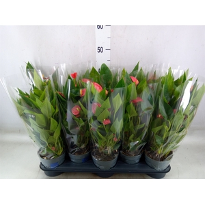Anthurium andr. 'Mill Flowers Red'