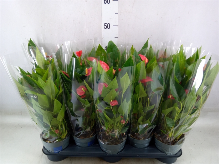 <h4>Anthurium andr. 'Mill Flowers Red'</h4>
