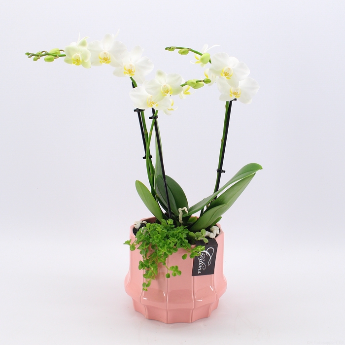 <h4>PHAL-2446W Phalaenopsis creatie</h4>