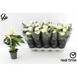 ANTHURIUM WHITE COCOS P12