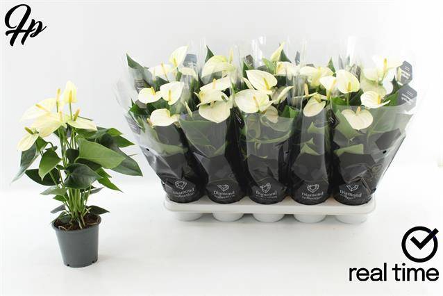 <h4>ANTHURIUM WHITE COCOS P12</h4>