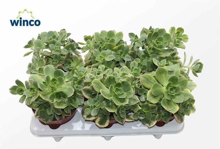 <h4>Aeonium Starburst</h4>