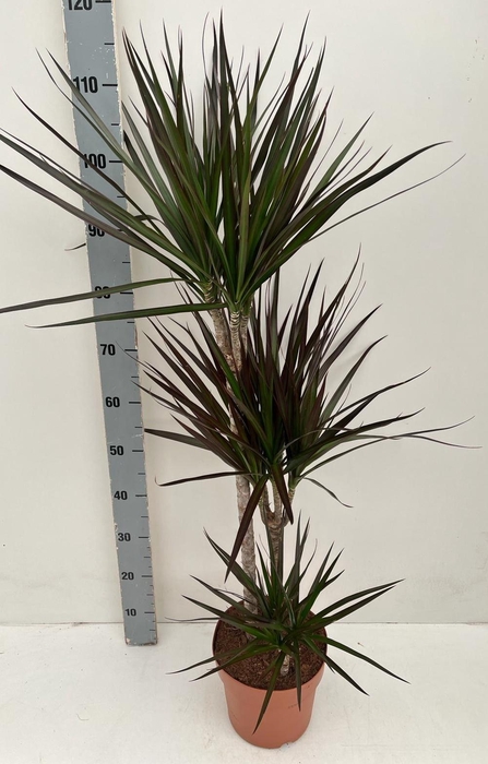 <h4>DRA MARG MAGENTA</h4>