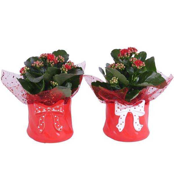 <h4>Christmas Arr. Indoor Ceramic Pot Dotted Bow Red Ø11cm 1PP</h4>