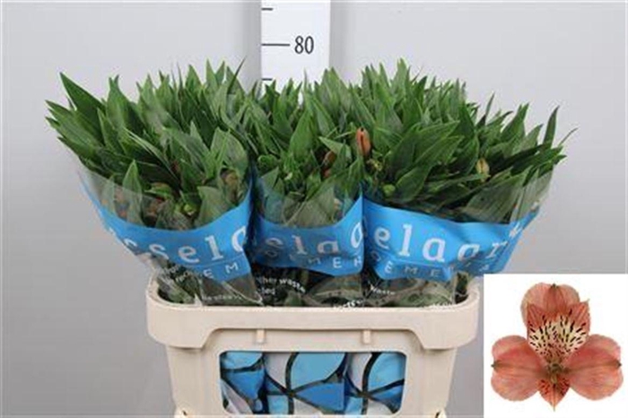 <h4>Alstr Estee</h4>