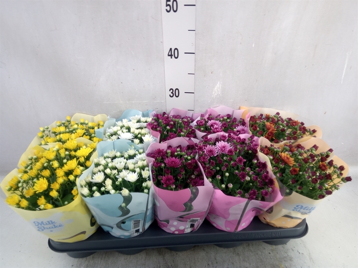 <h4>Chrysanthemum  'Milkshake'  ...mix</h4>