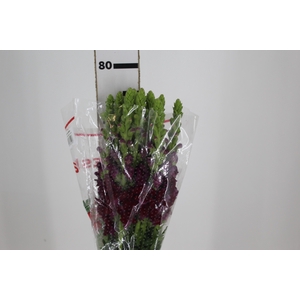 BOCA DE LEAO MONACO RED 080 CM