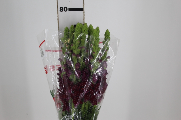 <h4>BOCA DE LEAO MONACO RED 080 CM</h4>