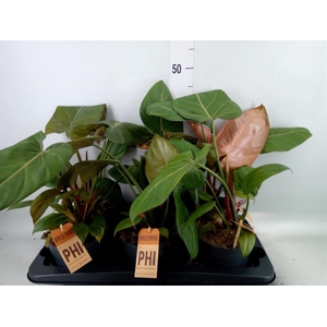 Philodendron   ...