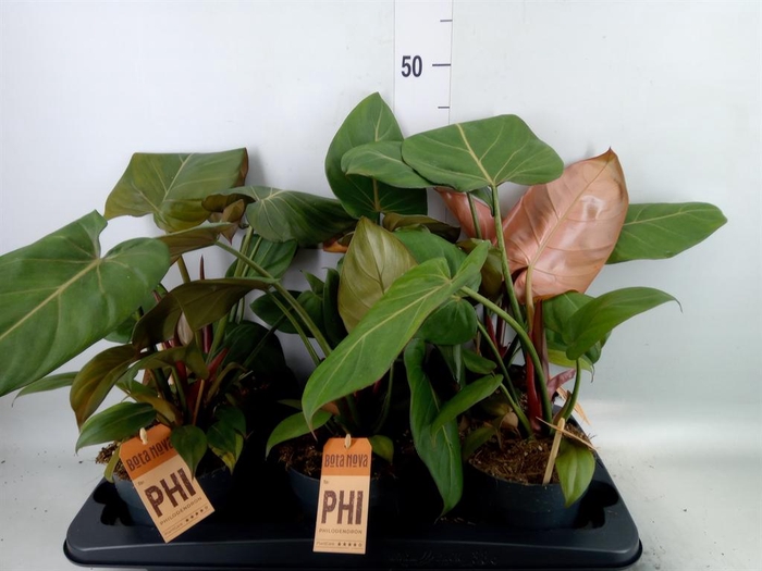 <h4>Philodendron ...</h4>