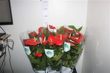 <h4>Anthu An Arebo 5-6</h4>