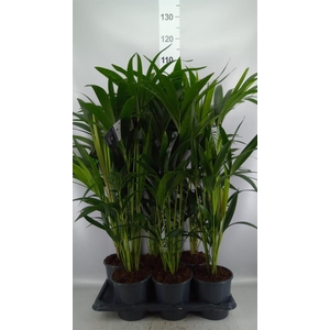 Howea forsteriana