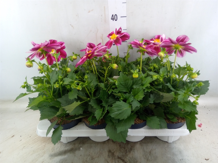 <h4>Dahlia  'Summerbees Purple Bicolor'</h4>
