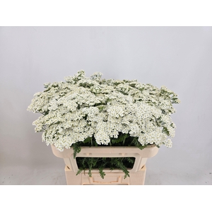 ACHIL M WHITE BEAUTY