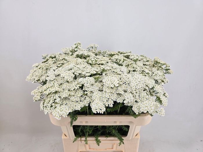 <h4>ACHIL M WHITE BEAUTY</h4>