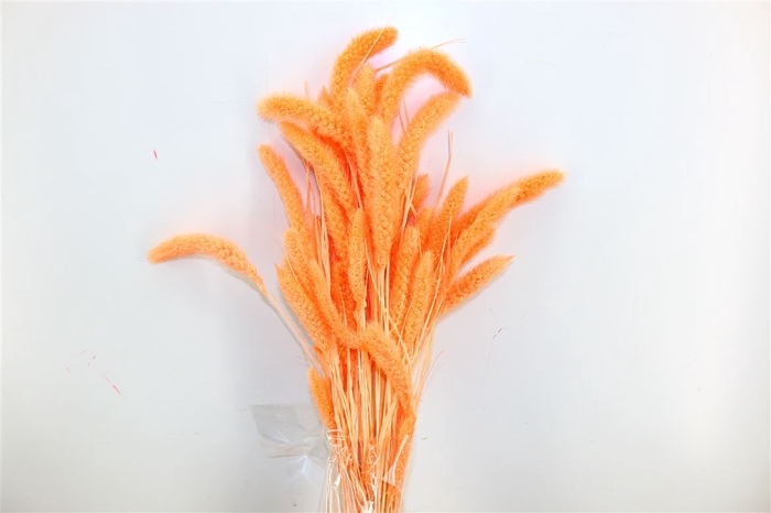 <h4>Dried Setaria Salmon Bunch</h4>