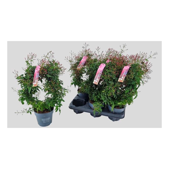 <h4>JASM POLYANTHUM RZ</h4>