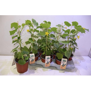 arr8 Komkommerplanten