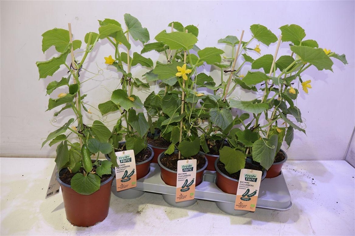 <h4>arr8 Komkommerplanten</h4>