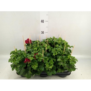 Pelargonium pelt.   ...