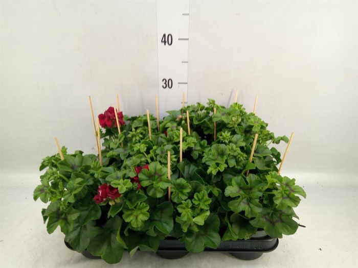 <h4>Pelargonium pelt.   ...</h4>