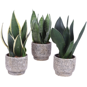 Sansevieria mix Ø12cm in Ø14cm Ceramic NT567