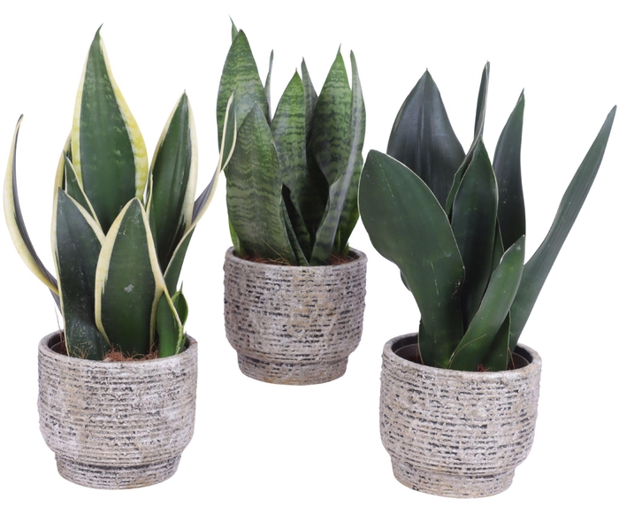 <h4>Sansevieria mix Ø12cm in Ø14cm Ceramic NT567</h4>