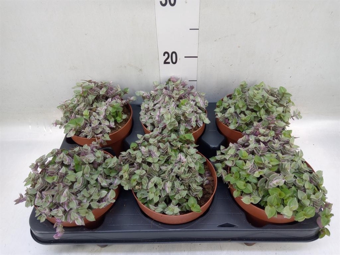 <h4>Tradescantia   ...</h4>