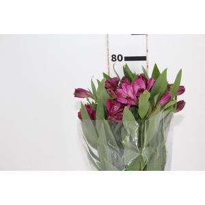 ALSTROEMERIA REAL 080 CM