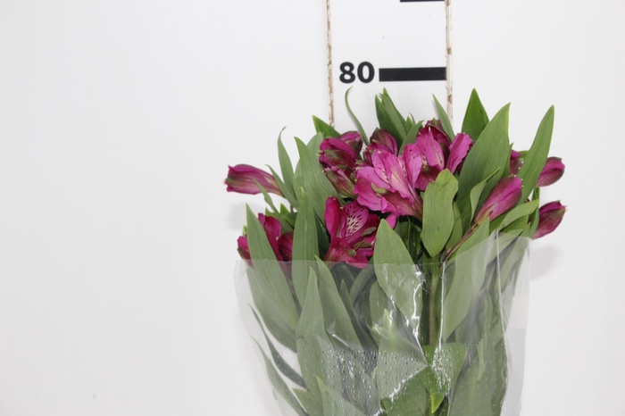 <h4>ALSTROEMERIA REAL 080 CM</h4>