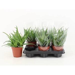ALOE ARBORESCENS