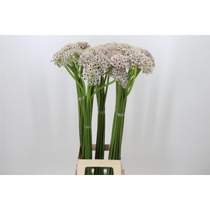 Allium Silverspring