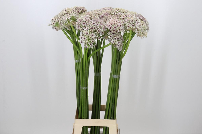 <h4>Allium Silverspring</h4>