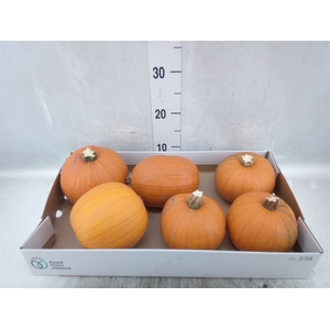 Cucurbita max. 'Halloween'